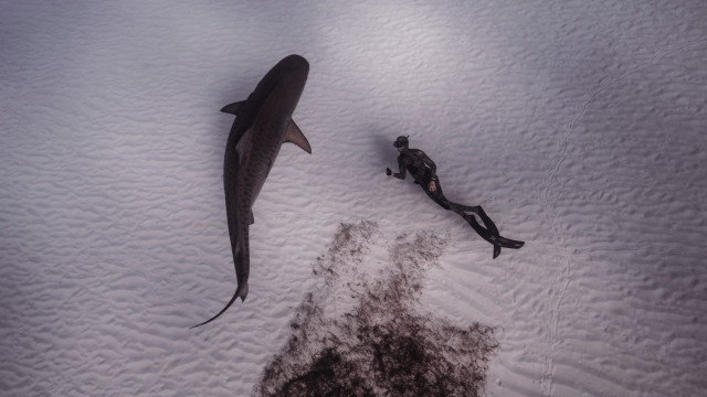 Shark man snow dead knife free wallpaper - medium preview image