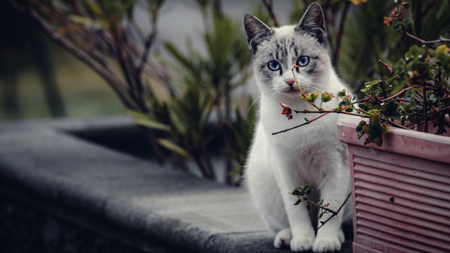 White cat ledge planter branch free wallpaper - medium preview image