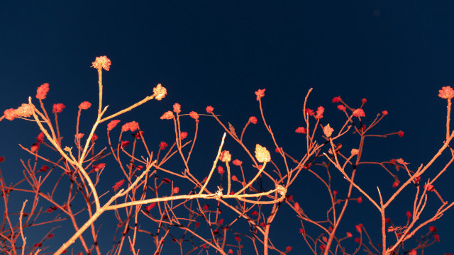 Red leaves tree blue sky free wallpaper - medium preview image