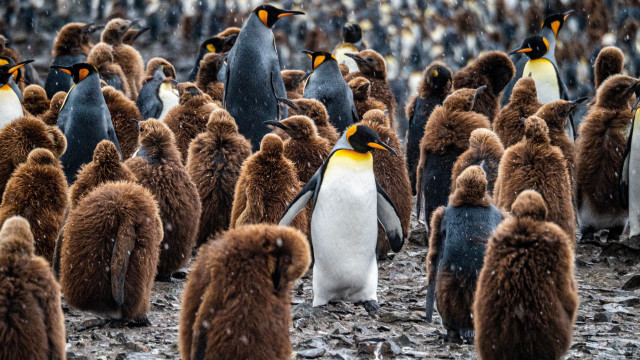 Penguins group rocks gravel camera free wallpaper - medium preview image