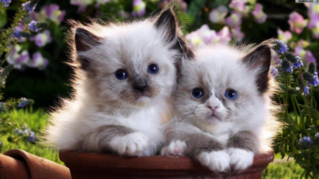 Two kittens flower pot blue free wallpaper - medium preview image