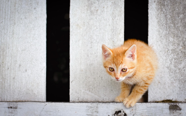 Orange kitten building ledge bars free wallpaper - medium preview image