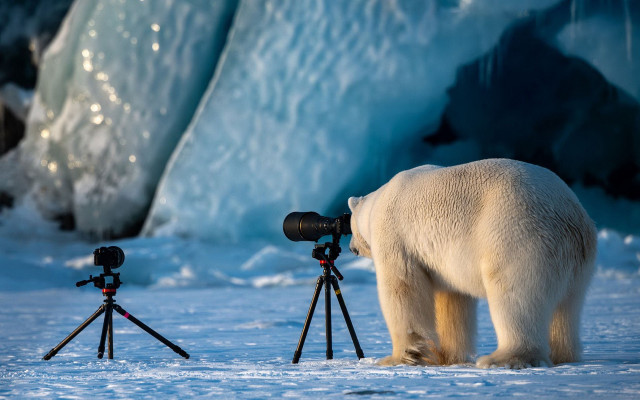 Polar bear camera tripod wildlife free wallpaper - medium preview image