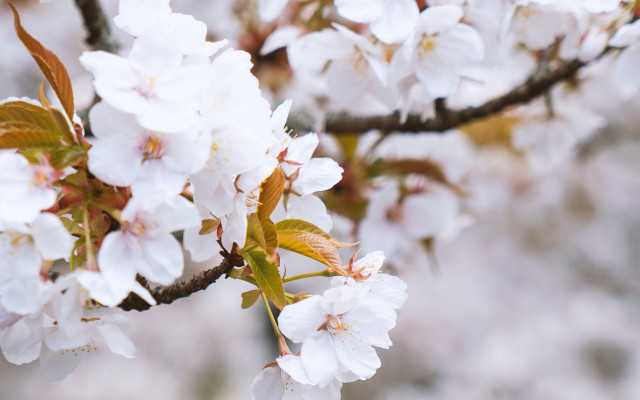 Branch white flowers leaves blurry free wallpaper - medium preview image