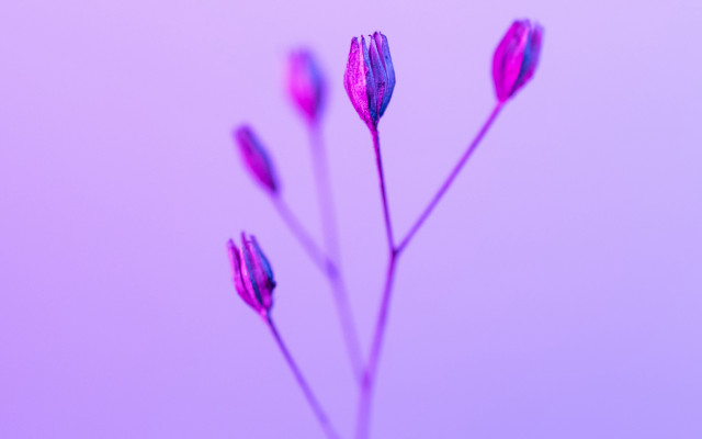 Flower pink sky macro purple free wallpaper - medium preview image