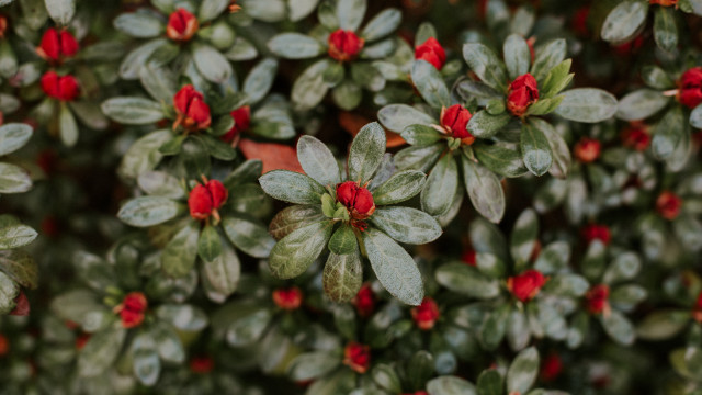 Red flower green leaves macro #4 free wallpaper - medium preview image