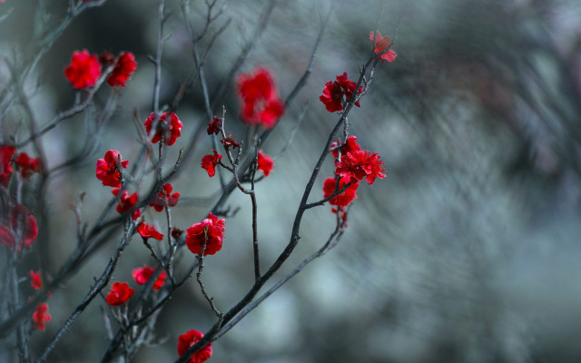 Red flower branch bloody background free wallpaper - medium preview image