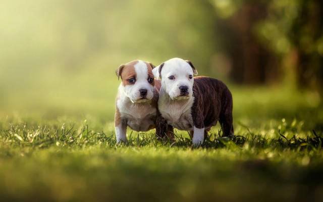Dogs green field trees naturalism free wallpaper - medium preview image