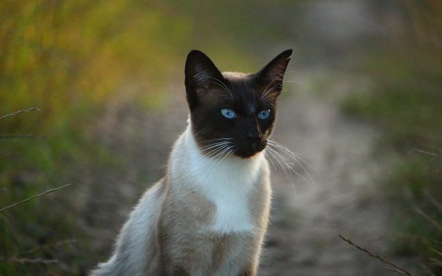 Blue eyed cat in grass free wallpaper - medium preview image
