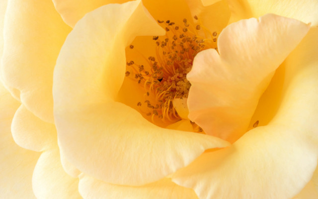 Yellow rose macro photography autumn free wallpaper - medium preview image