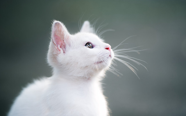 White cat looking up blurry free wallpaper - medium preview image