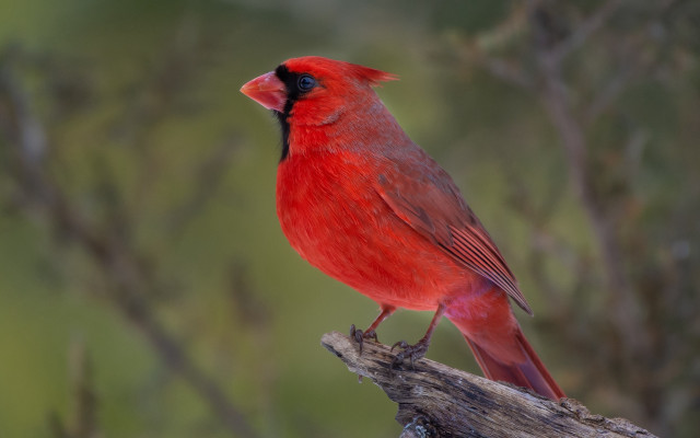 Red bird branch blurry background free wallpaper - medium preview image