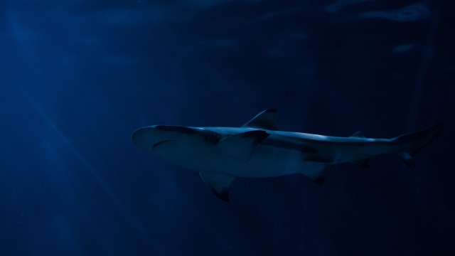 Shark ocean light shining fish free wallpaper - medium preview image