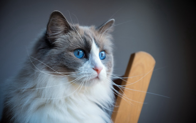 Sad cat blue eyes chair #2 free wallpaper - medium preview image