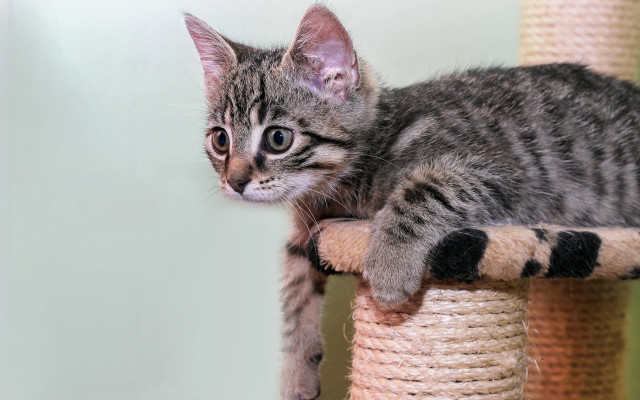 Curious kitten sitting scratching post free wallpaper - medium preview image