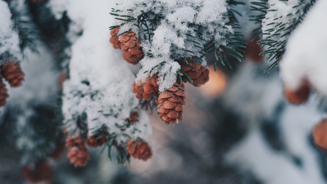Pine tree snow cones winter free wallpaper - medium preview image