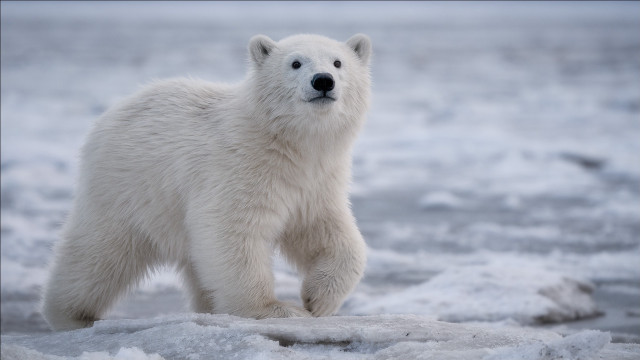 Polar bear snow water ice free wallpaper - medium preview image