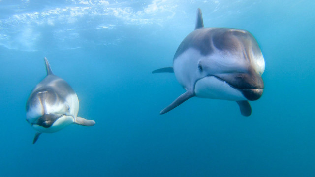 Dolphins underwater sunlight wildlife puzzle free wallpaper - medium preview image