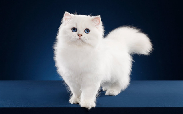 White cat blue eyes rococo free wallpaper - medium preview image