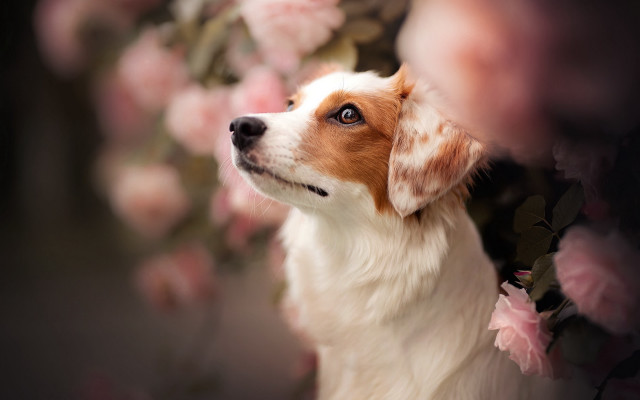 Dog sky flowers photorealistic shiba free wallpaper - medium preview image