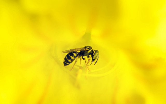 Bee yellowflower macro naturalism sunset free wallpaper - medium preview image