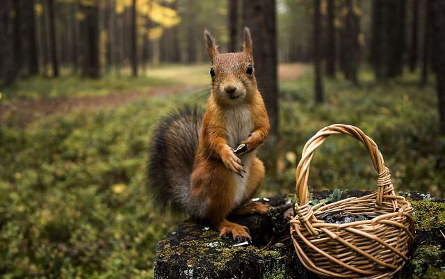 Squirrel log basket woods trail #2 free wallpaper - medium preview image