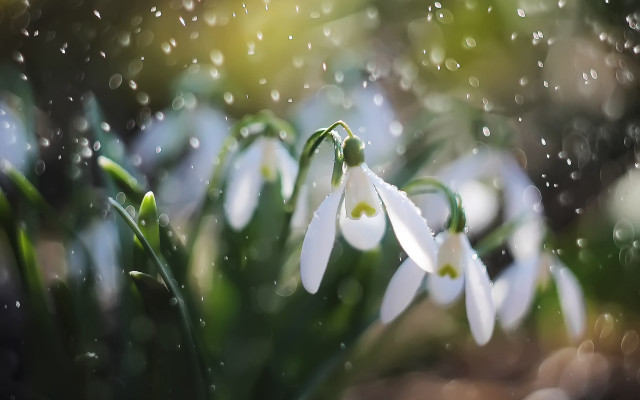 White flowers water drops bokeh free wallpaper - medium preview image