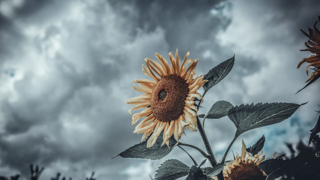 Sunflower cloudy sky daniel lieske free wallpaper - medium preview image