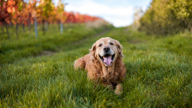 Dog laying grass tongue open free wallpaper - medium preview image