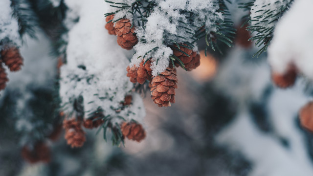 Pine snow cones blurry background free wallpaper - medium preview image