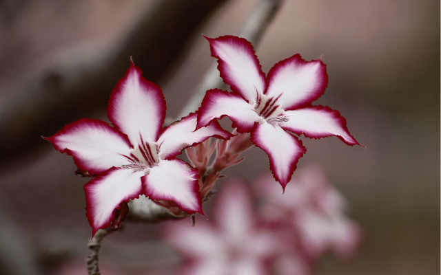 Flower branch cherry blossoms macro free wallpaper - medium preview image