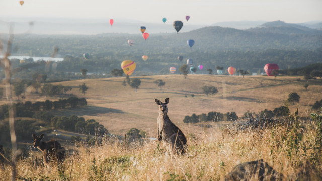 Kangaroo field hotairballoons ElizabethDurack australian free wallpaper - medium preview image