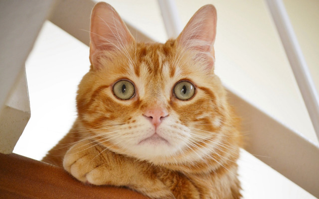Sad cat on chair black free wallpaper - medium preview image