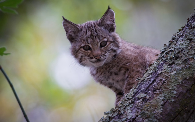 Kitten sitting tree branch sad free wallpaper - medium preview image