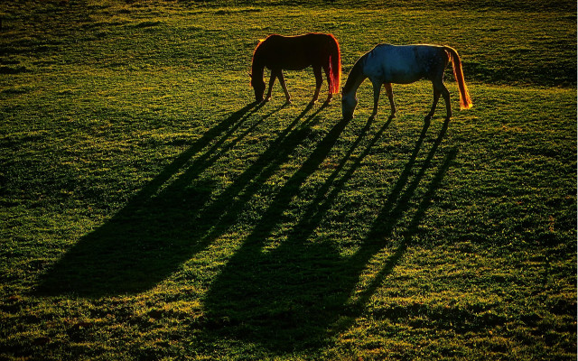 Grazing horses shadows field art free wallpaper - medium preview image