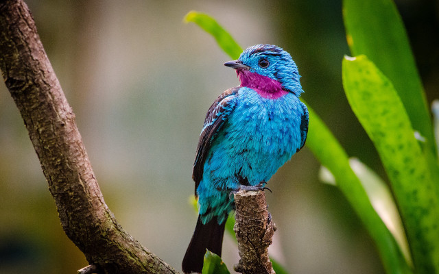 Blue bird pink breast branch free wallpaper - medium preview image