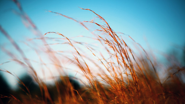 Grass blue sky macro nature free wallpaper - medium preview image