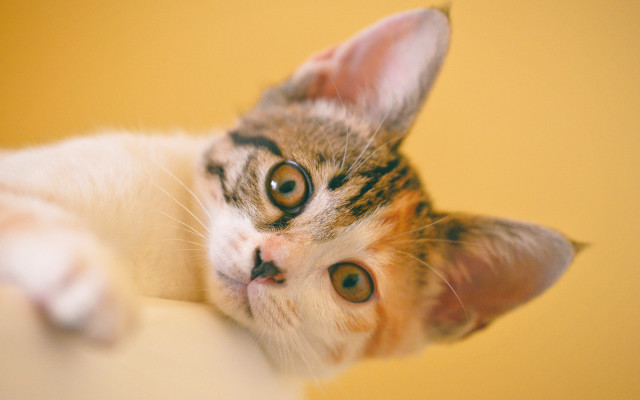 Cat head pillow yellow background free wallpaper - medium preview image