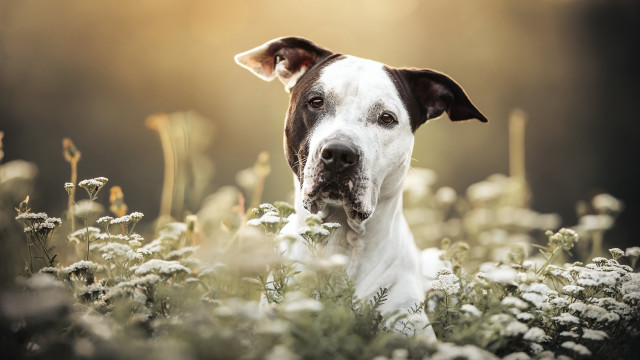 Dog field flowers grass blurry free wallpaper - medium preview image