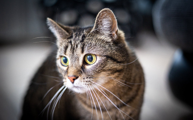 Black cat green eyes motorcycle free wallpaper - medium preview image