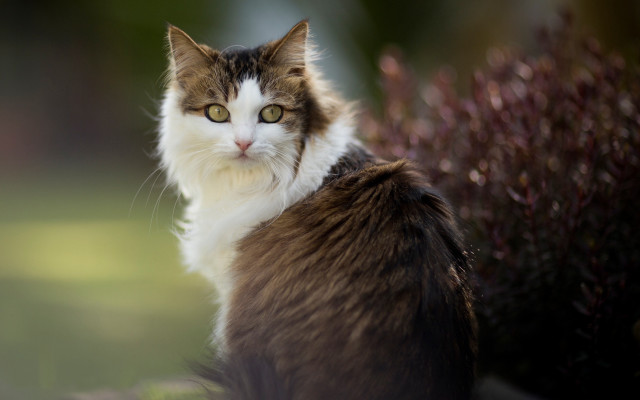 Cat rock bush purple flowers free wallpaper - medium preview image