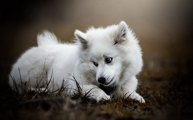 White dog grass field forest free wallpaper - medium preview image