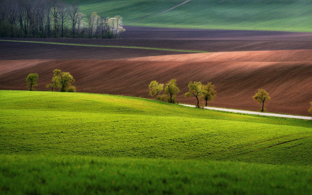 Green field trees dirt road free wallpaper - medium preview image