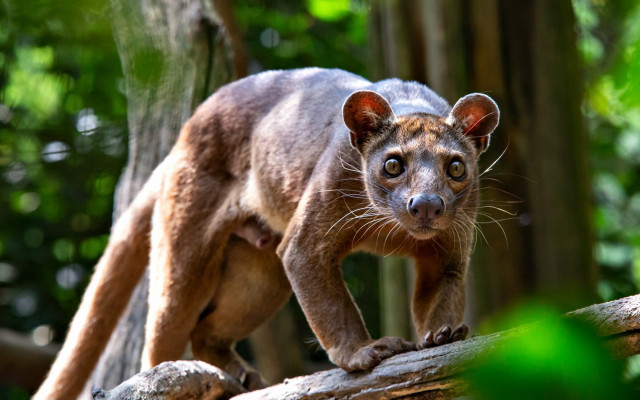 Small animal forest branch blurry free wallpaper - medium preview image