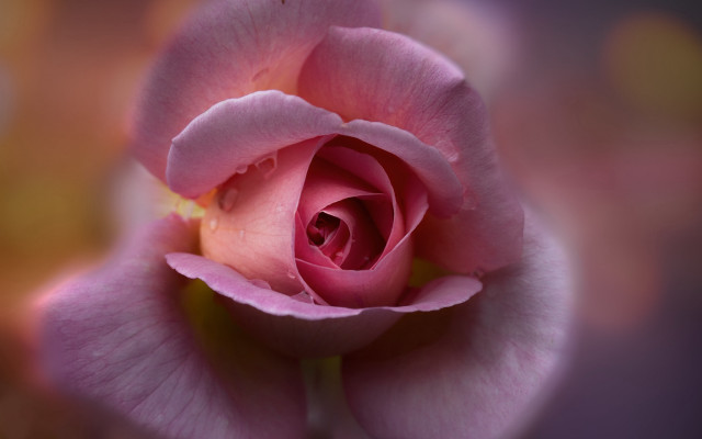 Pink rose closeup macro blurry free wallpaper - medium preview image