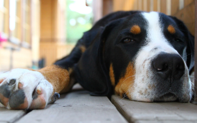 Dog fence paw pet shallow free wallpaper - medium preview image