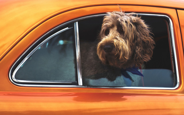 Dog bowtie car window orange free wallpaper - medium preview image