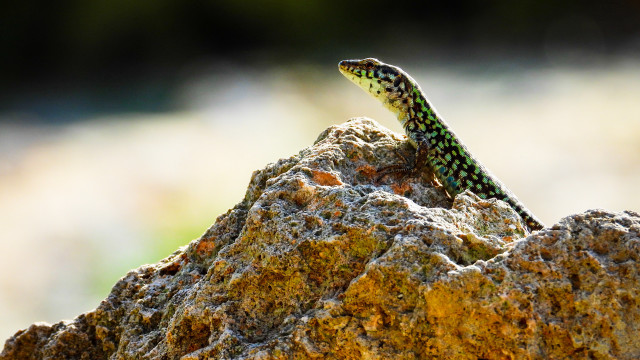 Lizard rock sunset autumn leaves free wallpaper - medium preview image