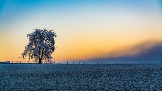 Lone tree fence sunset rainbow free wallpaper - medium preview image