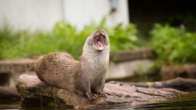 Otter yawning rock water furry free wallpaper - medium preview image